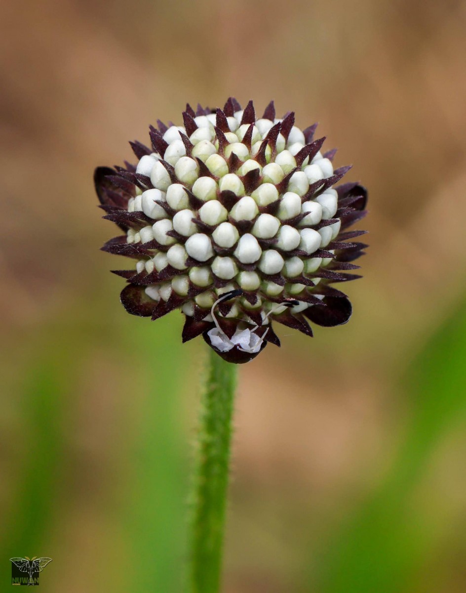 Dipsacus walkeri Arn.